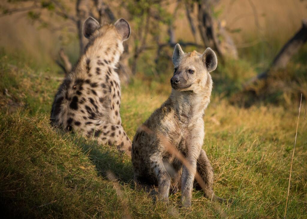 Two Hyena, Mole National park, Wildlife Photography