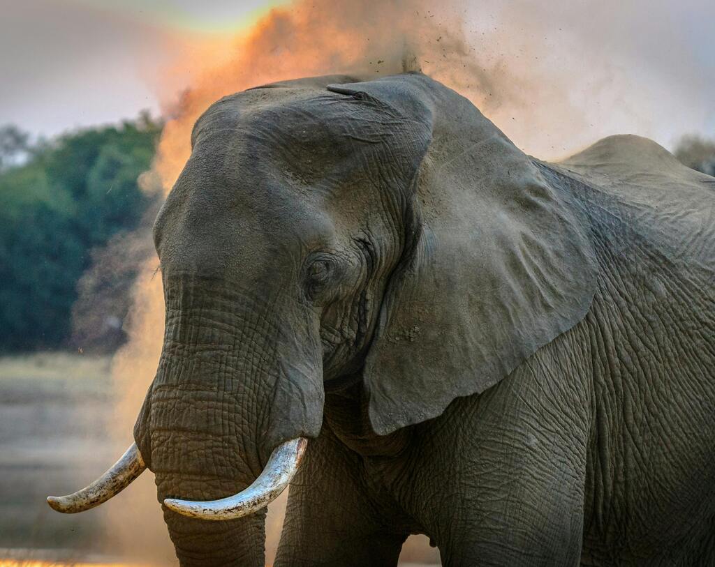 Mole National Park Ghana, Elephant in dust,, Photography